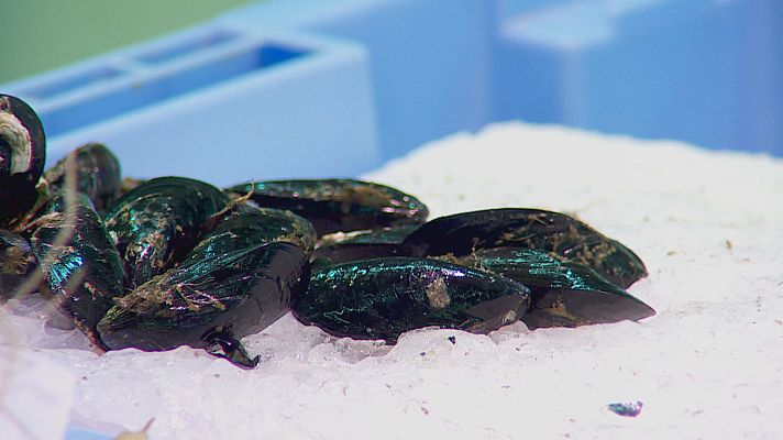 L'informatiu - Comunitat Valenciana - El calor asfixia a la clóchina valenciana