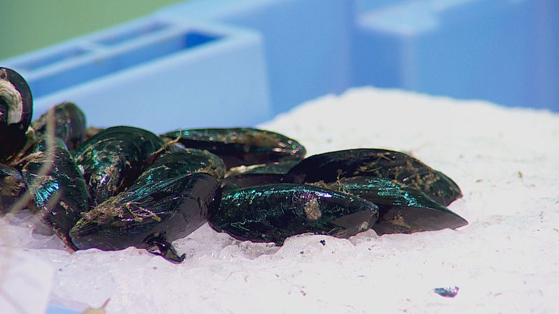 El calor asfixia a la clóchina valenciana