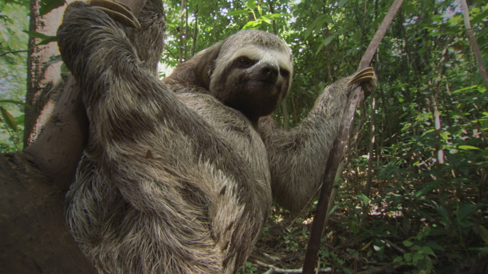 Supervivencia extrema - Episodio 10: Rarezas animales - Ver ahora