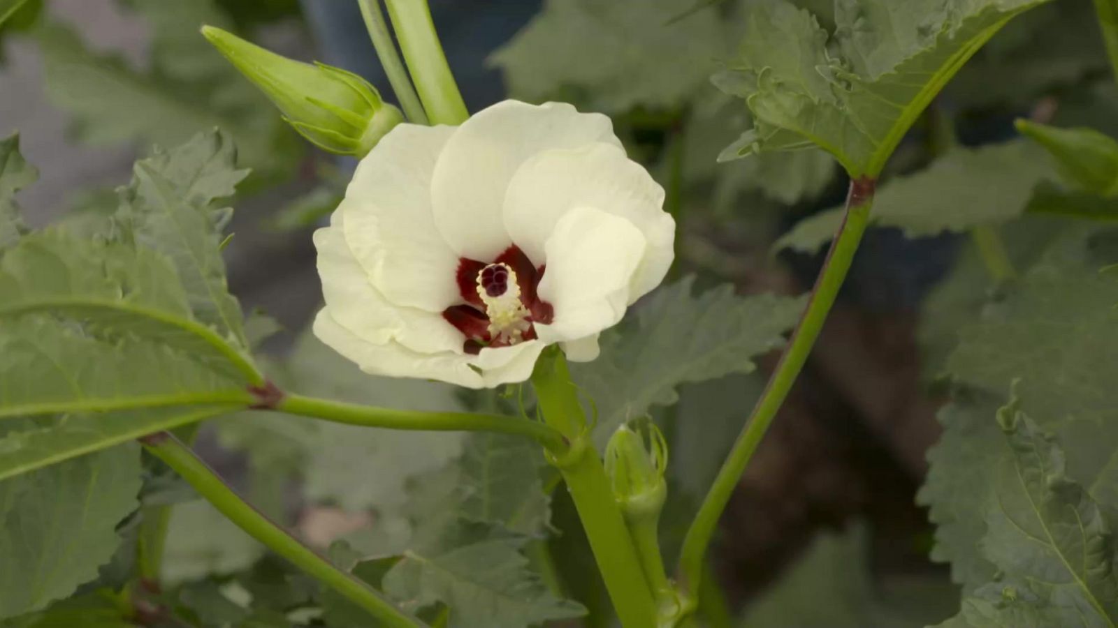 Aquí la Tierra - 14/08/22 - ver ahora