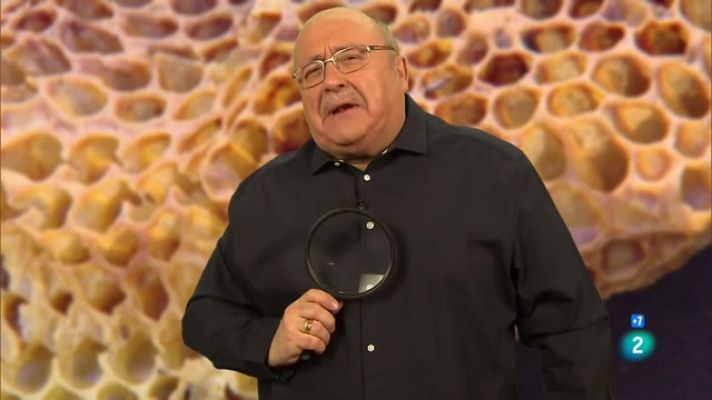 Calidoscopi - Insectes