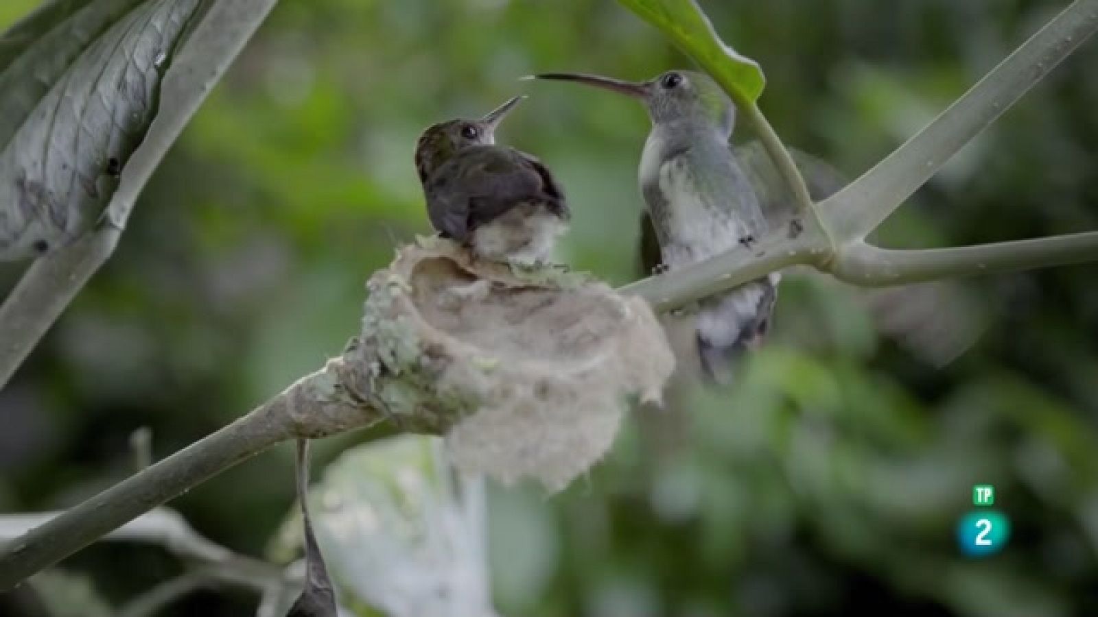 A la Colòmbia salvatge - La missió del colibrí