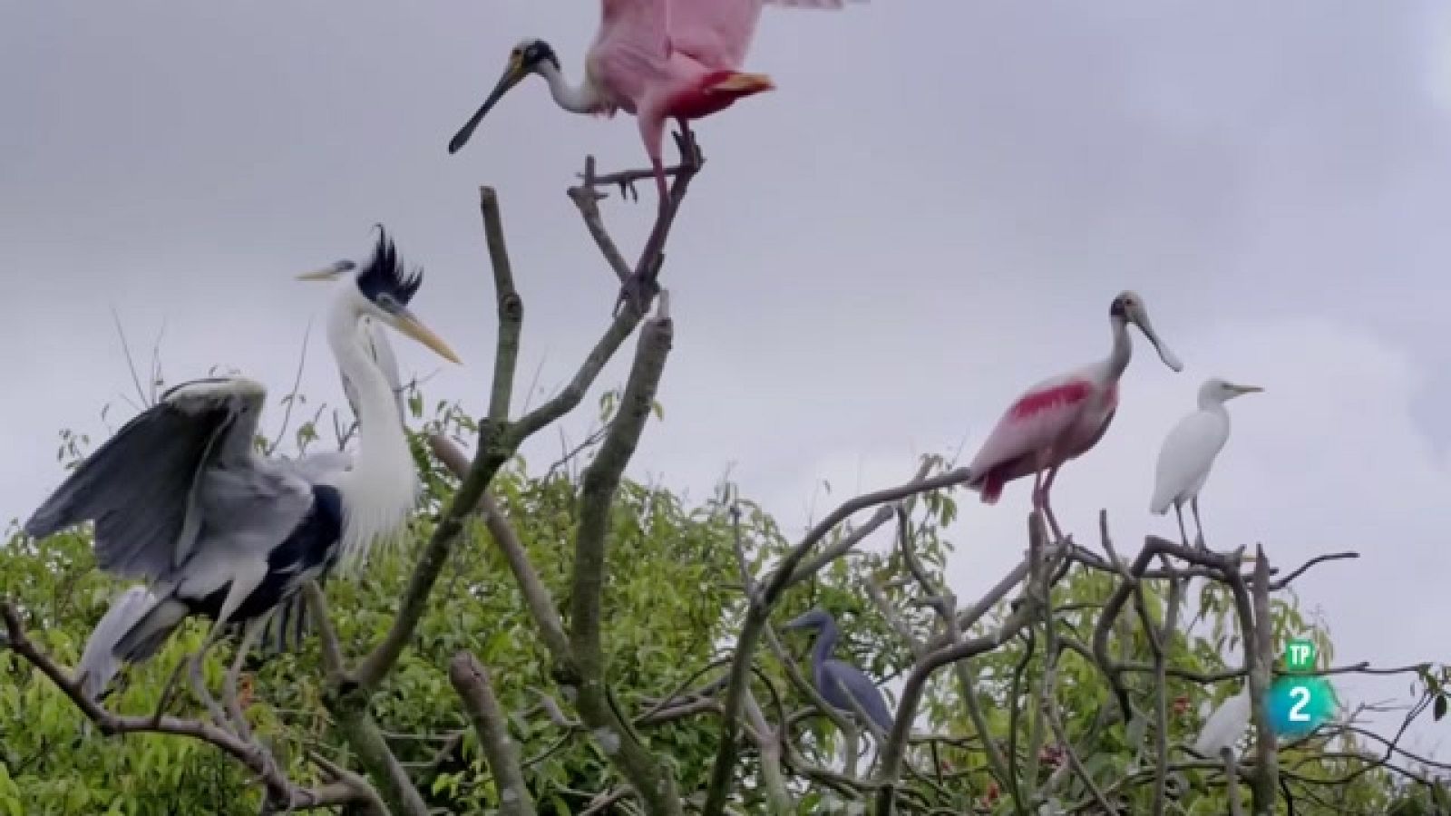 A la Colòmbia salvatge - Els guerrers de los llanos