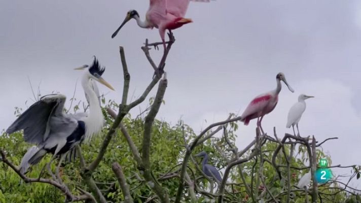 Som Documentals - Els guerrers de los llanos