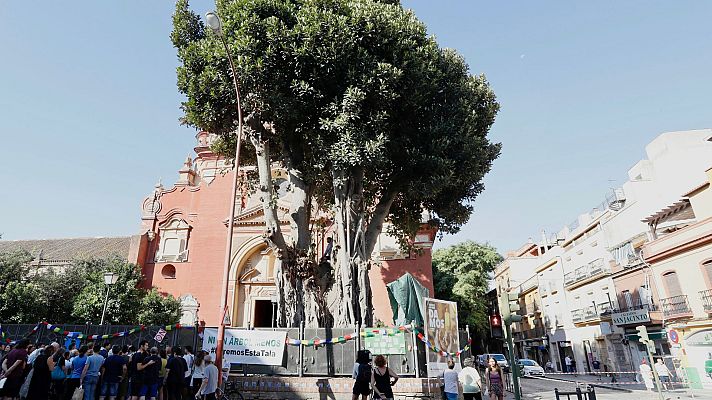 La hora de La 1 - Tres activistas tratan de parar la tala de un ficus en Trian