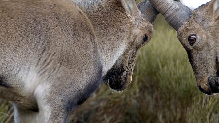 Luchadores salvajes - La lucha por la familia