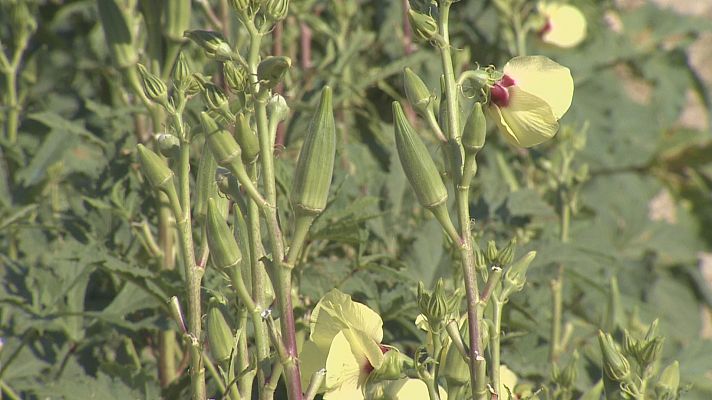 Noticias Murcia - Abanilla es pionera en el cultivo de okra al aire libre