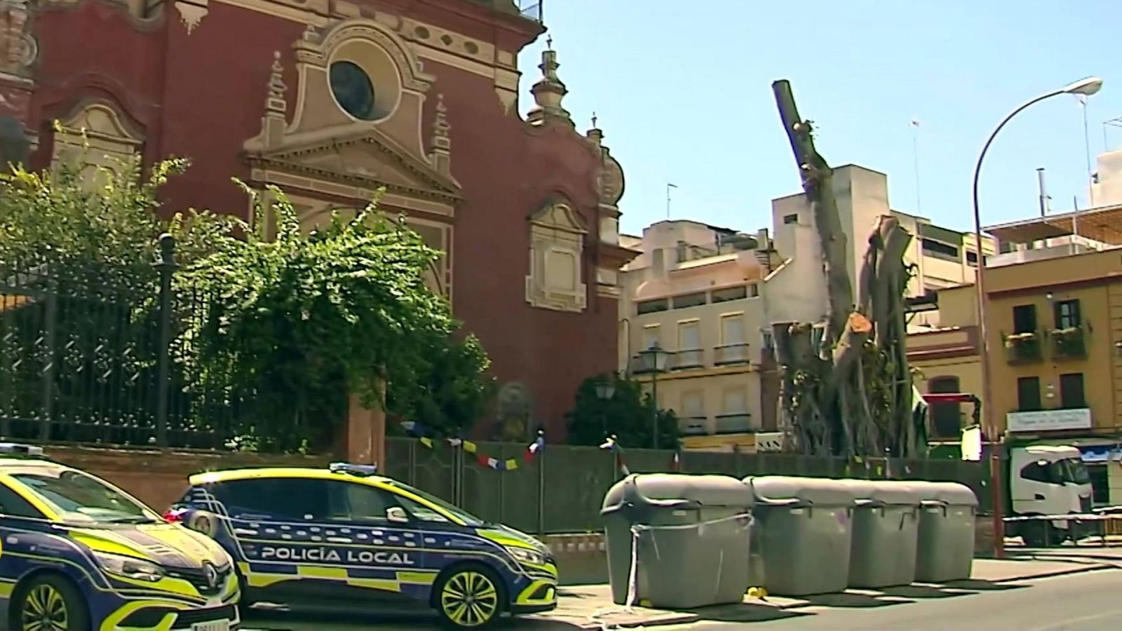 El juez pide al ayuntamiento de Sevilla que justifique su decisión de retirar el árbol - Ver ahora