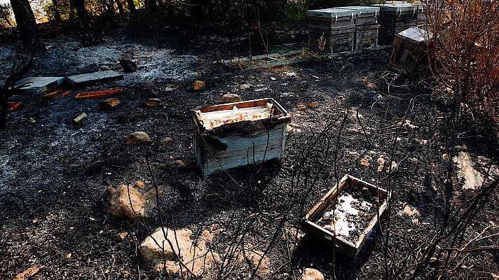 Telediario 1 - La falta de rebaños favorece la expansión de los incendios