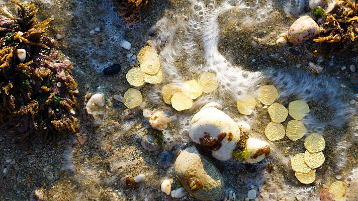 Somos Documentales - Conflicto bajo el mar