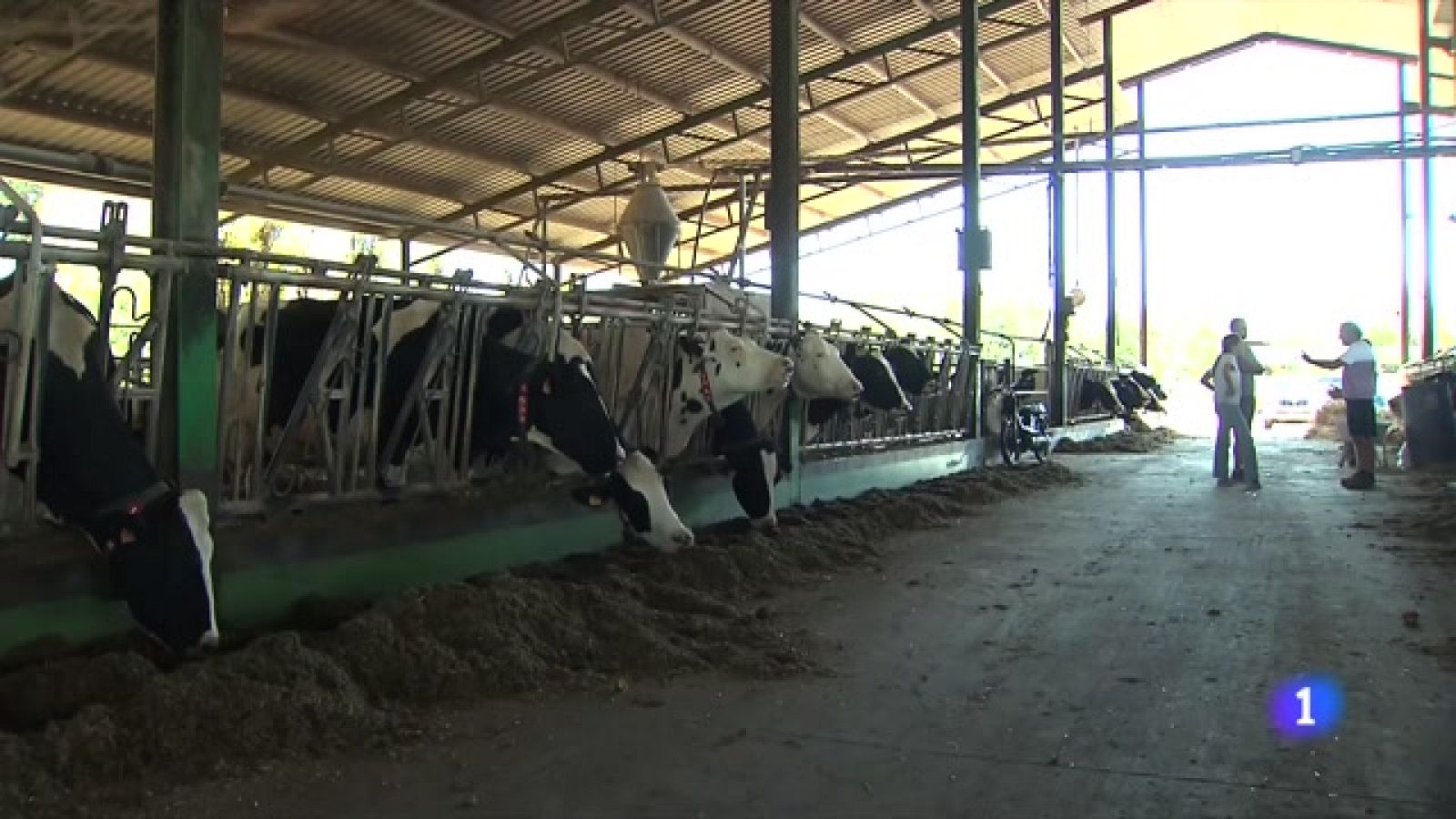 Més carn avui però menys llet demà