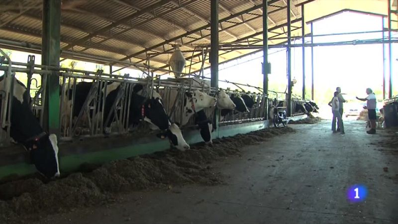 Més carn avui però menys llet demà