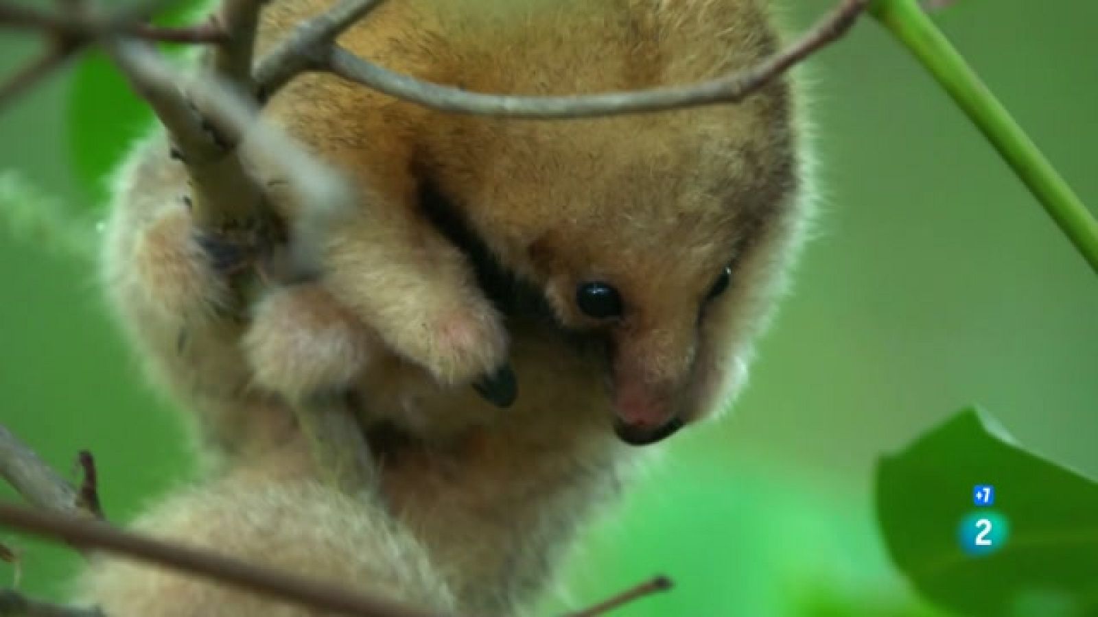 Grans documentals - Una bola de pel: l'os formiguer sedós del Brasil