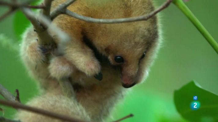 Som Documentals - Una bola de pel: l'os formiguer sedós del Brasil