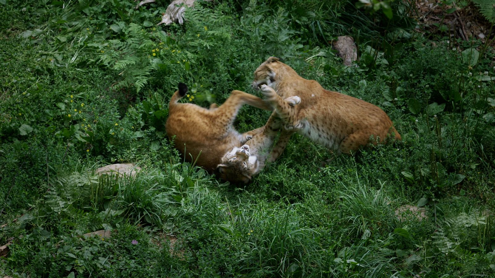 Luchadores salvajes - Episodio 4: La lucha por el amor - ver ahora