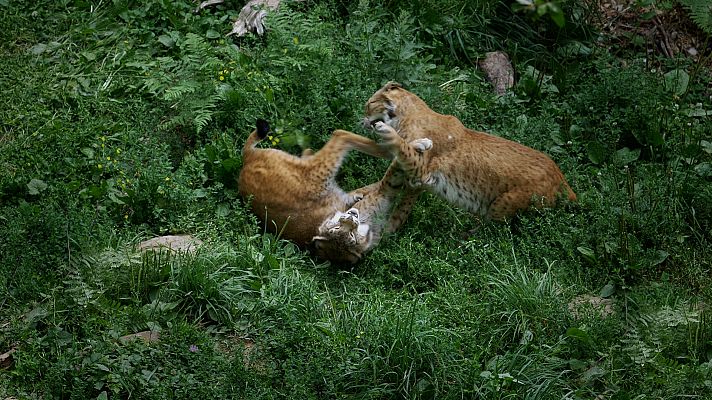 Luchadores salvajes - La lucha por el amor