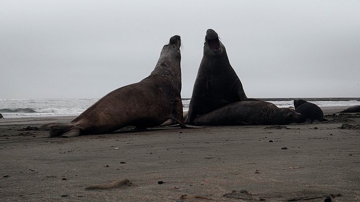 Luchadores salvajes - La lucha por el territorio