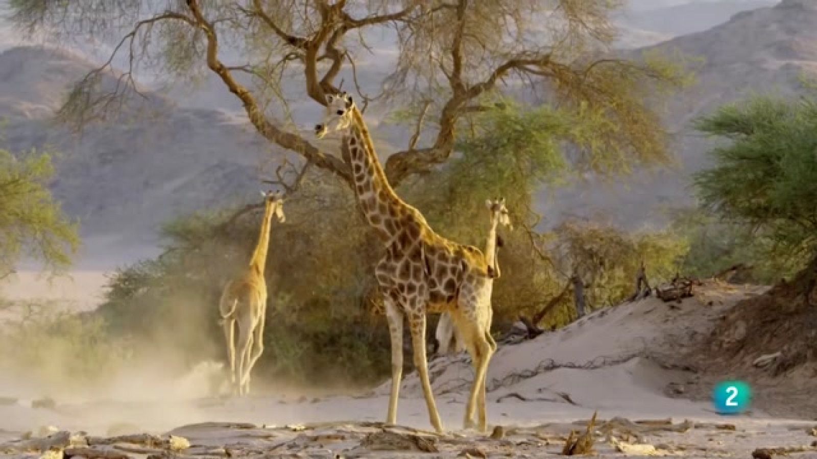 Grans Documentals - Àfrica immensa: El desert del Namib