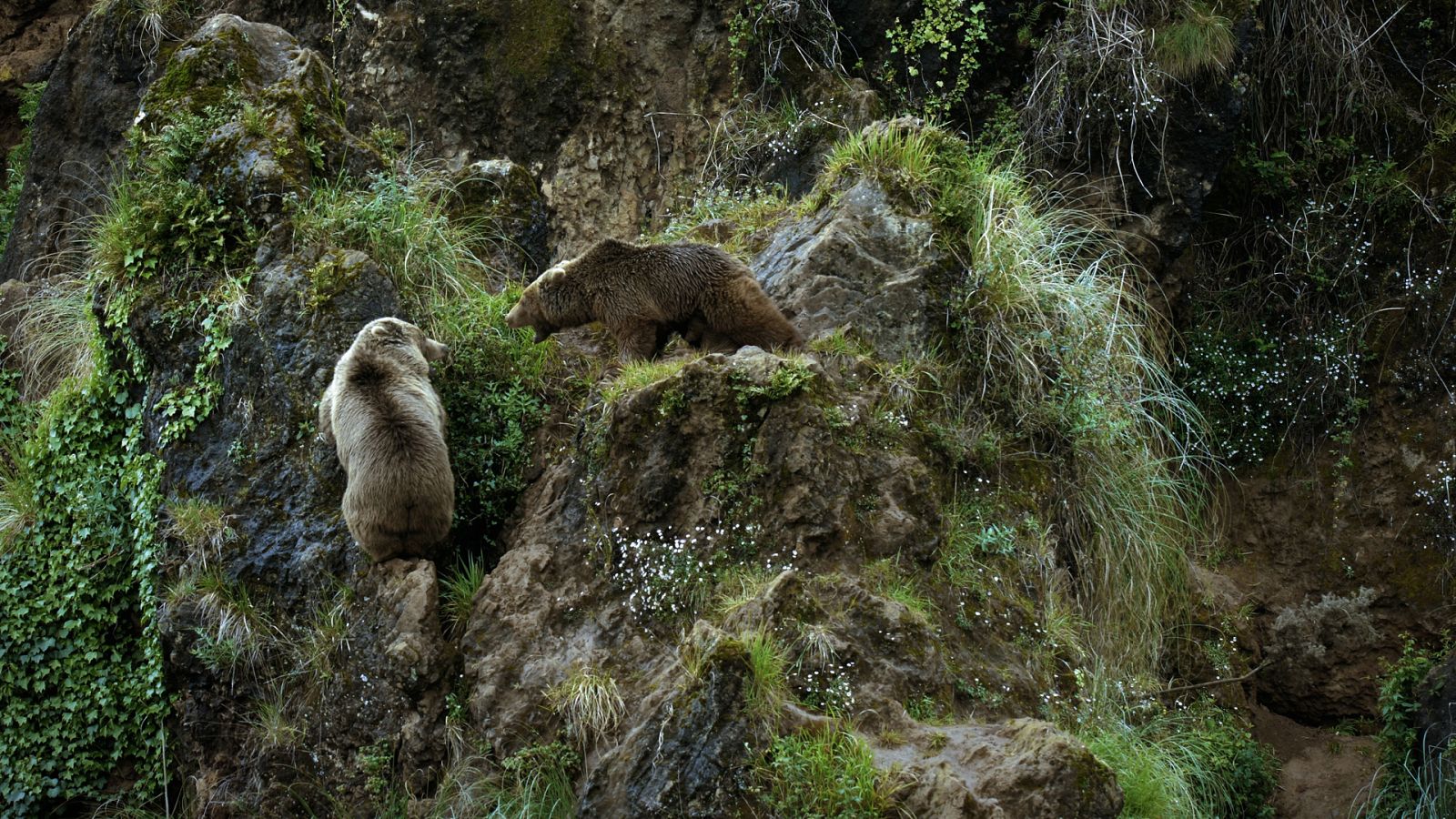 Luchadores salvajes - Episodio 6: La lucha por el poder - ver ahora