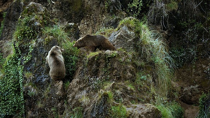 Luchadores salvajes - La lucha por el poder