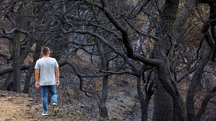 Telediario 1 - Adelantan la venta de la madera quemada por los incendios para evitar plagas