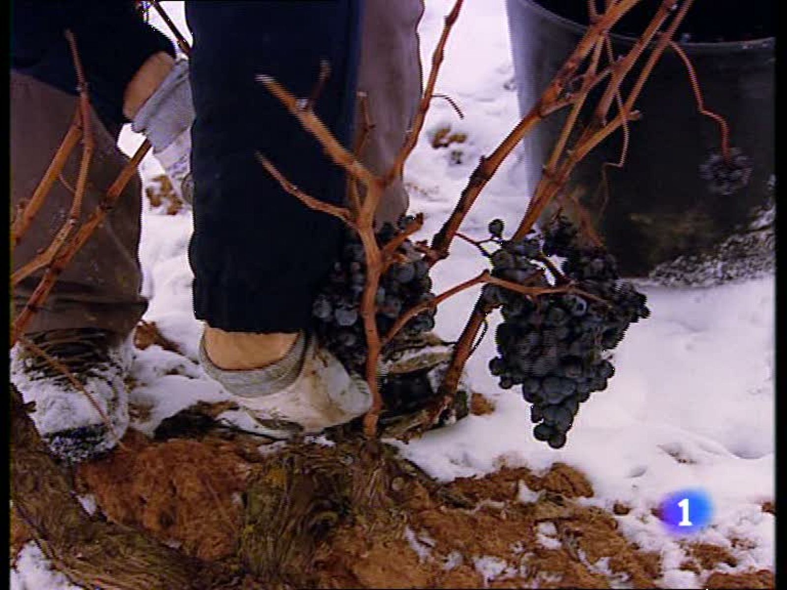 Informativo  Telerioja (13/01/10)