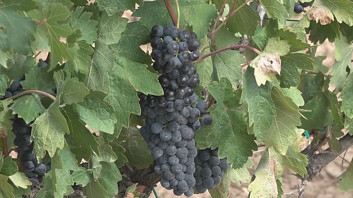 Telenavarra - Vendimia precoz