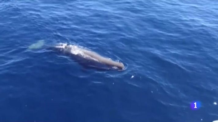 L'Informatiu - Cetacis a les platges