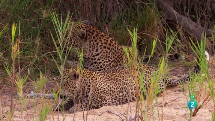 Som Documentals - Mala Mala