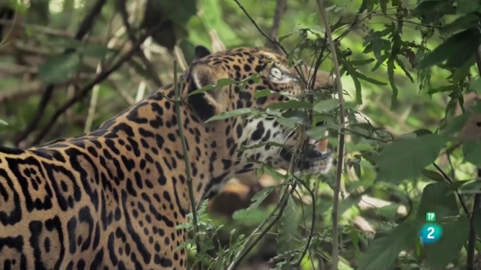 Planeta selva - El regne del Sol: Boscos caducifolis