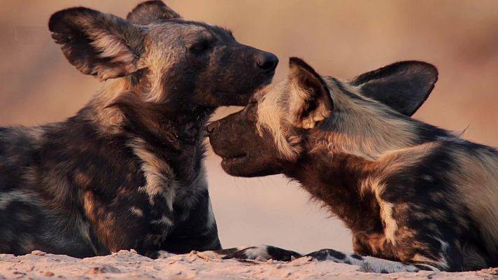 Como se hizo Dinast��as - Perros salvajes
