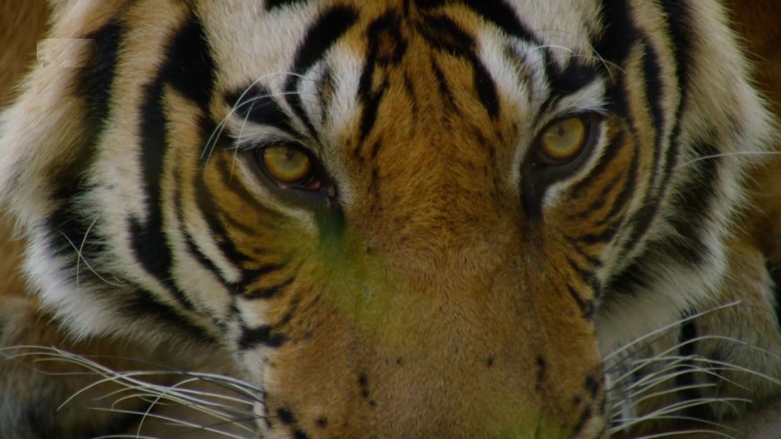 Cómo se hizo Dinastías - Episodio 5: Tigres - ver ahora