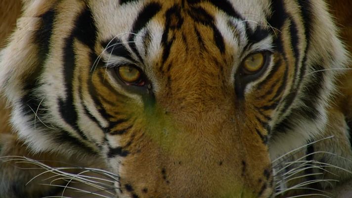 Como se hizo Dinastías - Tigres