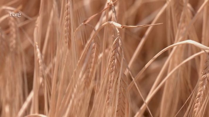 Aquí la Tierra - Cereales para todo: avena, trigo y centeno