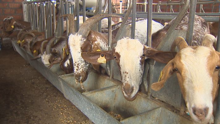 Noticias Andalucía - La ganadería se ahoga por la sequía