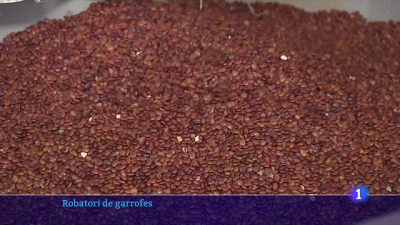 S'avança la collita de garrofes al Camp de Tarragona per evitar els furts - veure ara