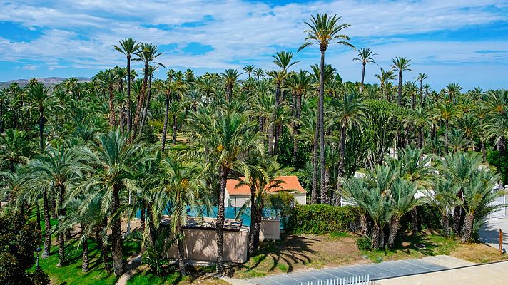 La hora de La 1 - Conocemos Elche a través de sus palmeras