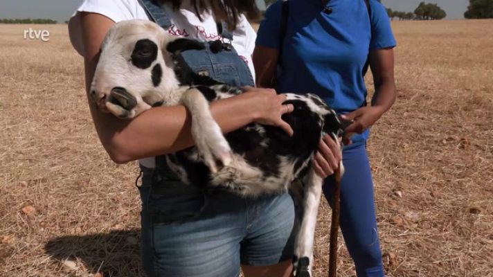 Aquí la Tierra - ¿Por qué es importante la ganadería?