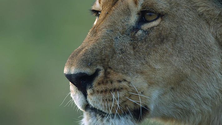 Como se hizo Dinastías - Leones