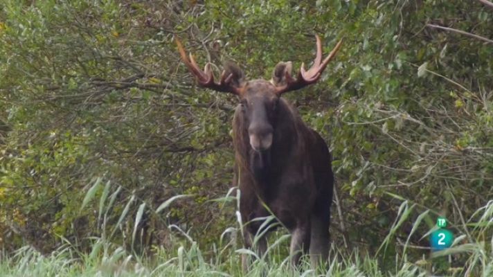 Som Documentals - L'ant de Matsalu