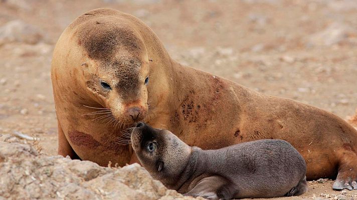Som Documentals - Històries salvatges: El rei dels lleons marins