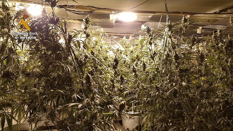 13 detenidos por tráfico de marihuana en Cataluña | Ver