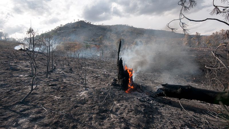 Lanzar paja desde helicópteros para proteger el suelo después de los incendios | Ver