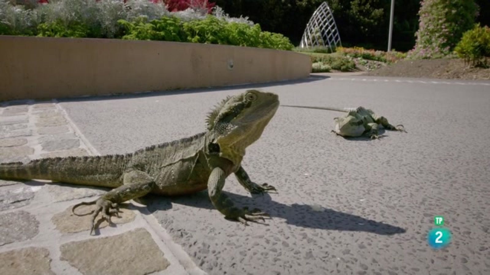 Grans Documentals - Històries salvatges: Llangardaixos d'Austràlia