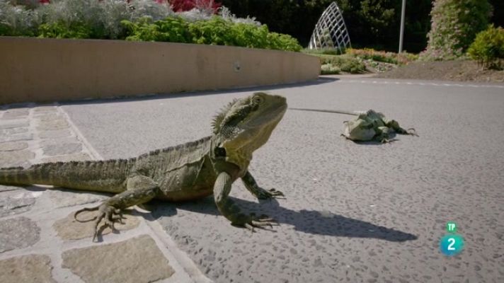 Som Documentals - Històries salvatges: Llangardaixos d'Austràlia