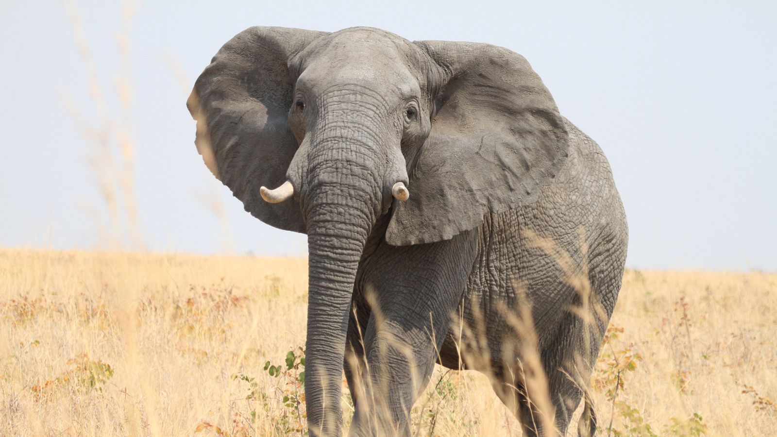 Elefantes de cerca - Episodio 2: Vecinos peligrosos - ver ahora