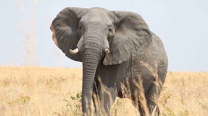 Elefantes de cerca - Vecinos peligrosos