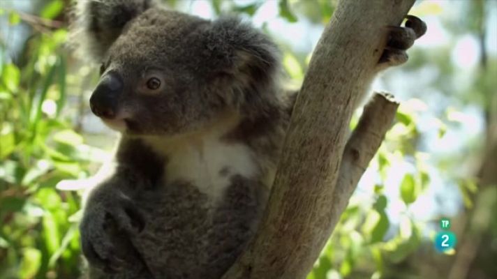 Som Documentals - Històries salvatges: Territori de coales