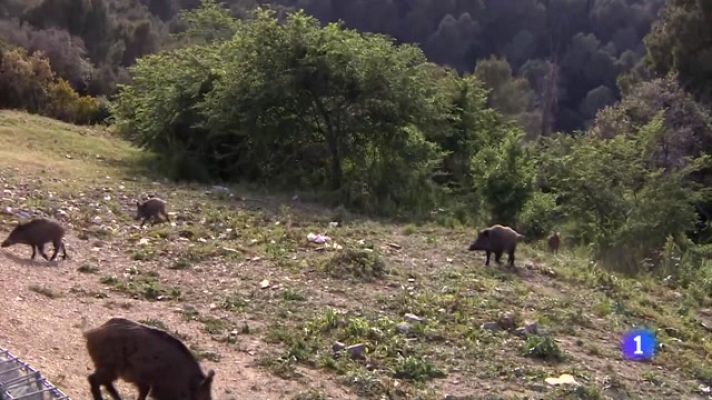 L'Informatiu - Preocupa la proliferació de senglars