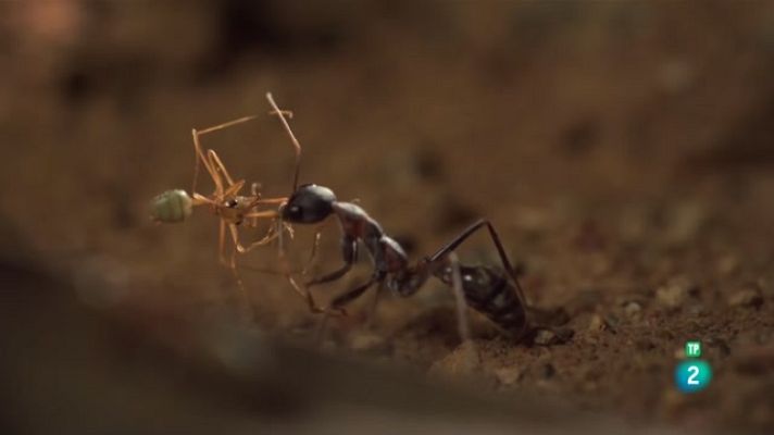 Som Documentals - Històries salvatges: Els alquimistes letals de la naturalesa